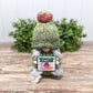 Watermelon Gnomes